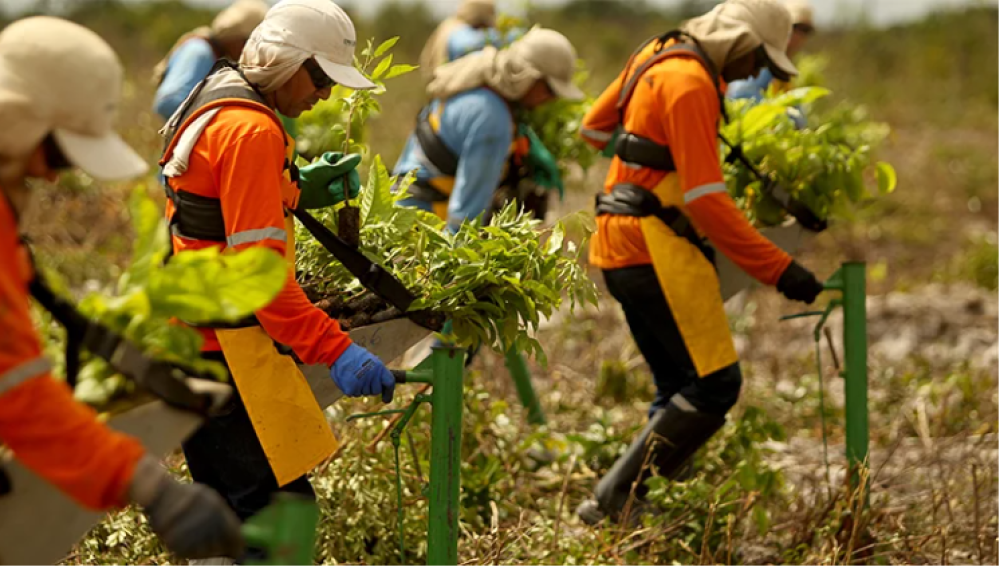 New conservation funding model to accelerate reforestation efforts in the Amazon