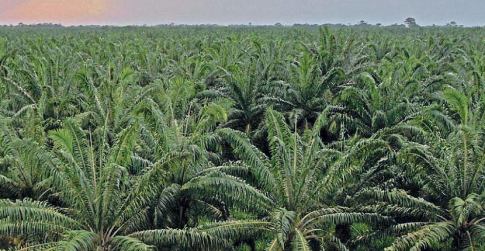 The American continent produces 70% of the world's biofuel