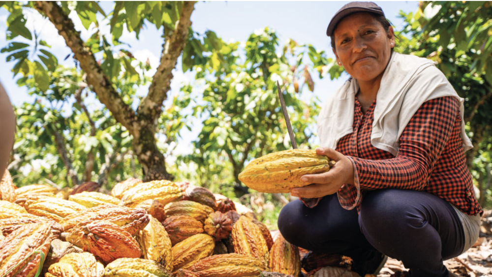 Study on the impact on coffee and cocoa value chains of the European Union Regulation on deforestation-free products
