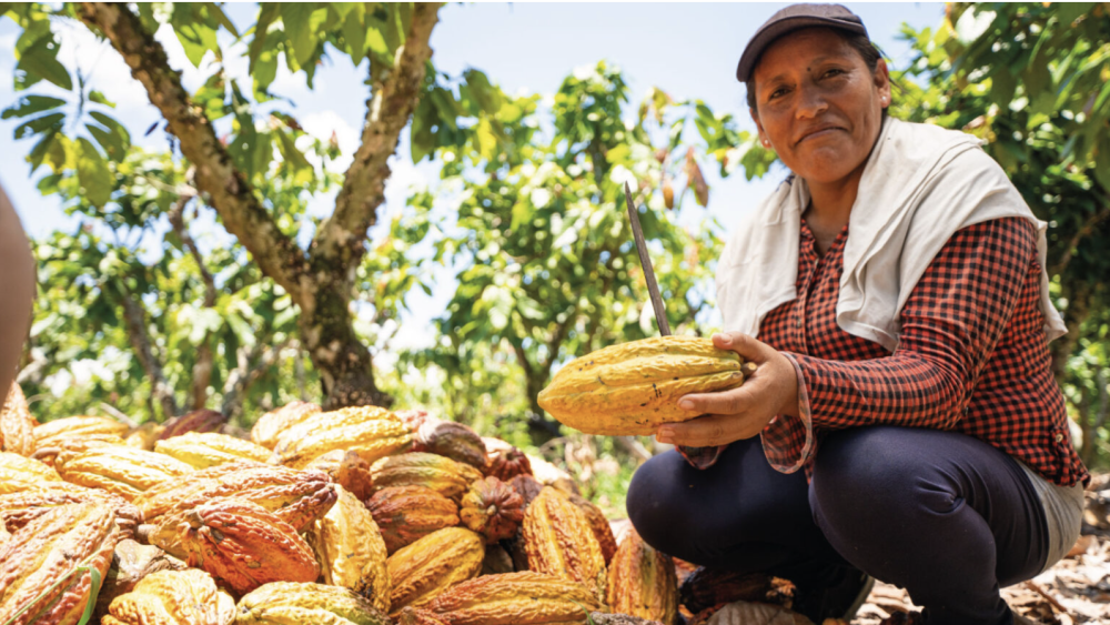 Estudio de impacto en cadenas de valor de café y cacao del Reglamento de la Unión Europea sobre productos libres de deforestación