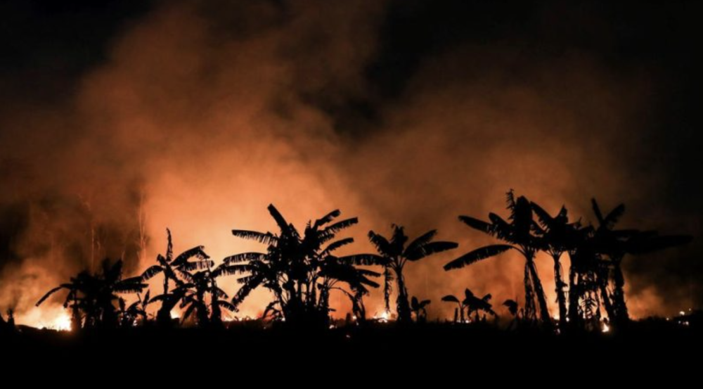 EU’s Trade Deals Can Put an End to Deforestation