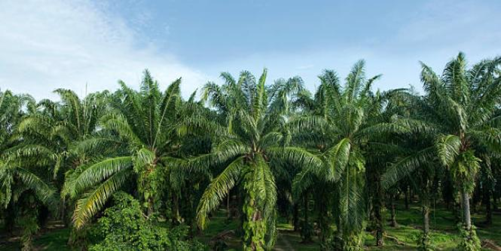 The American continent produces 70% of the world's biofuel