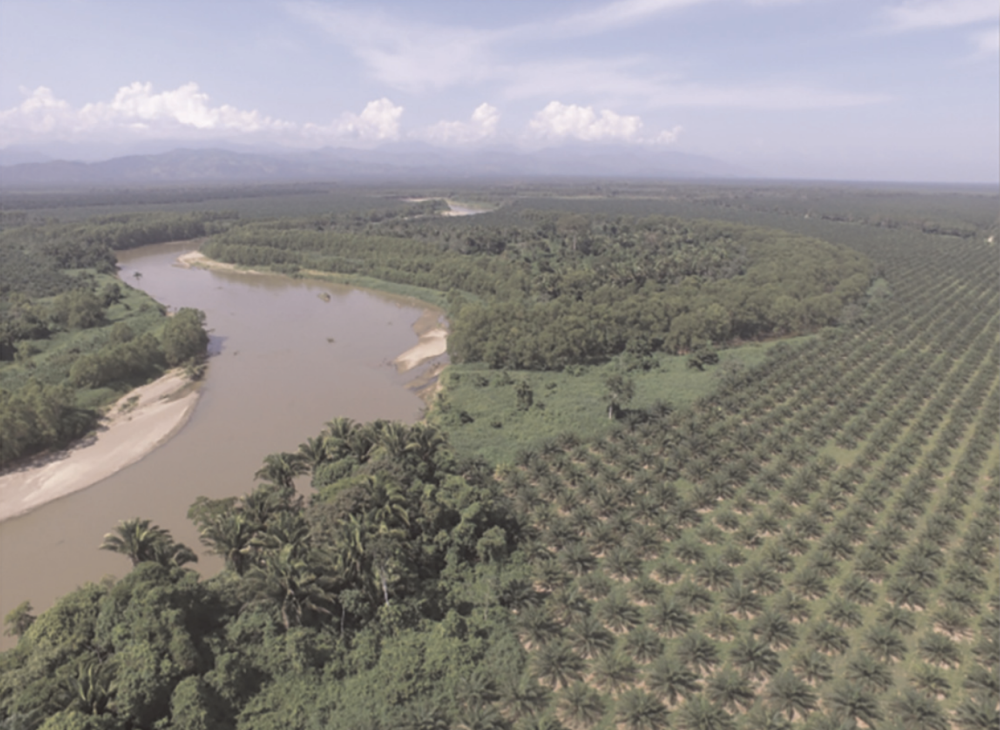 Deforestation-Free Palm Oil in Honduras: Challenges, Needs, and Opportunities