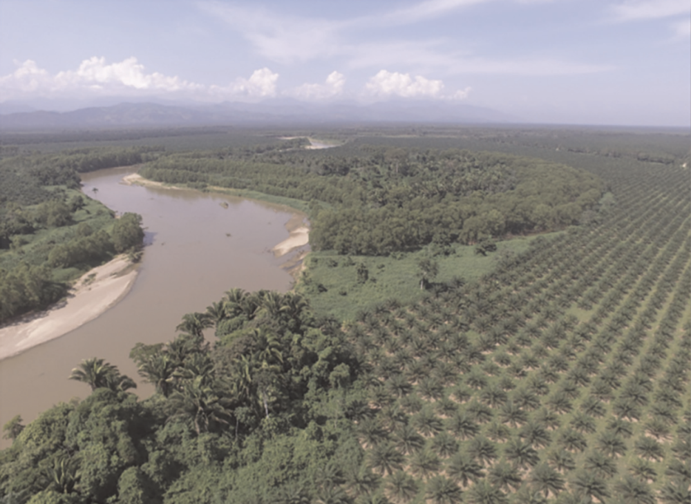 Aceite de palma libre de deforestación en Honduras: Desafíos, necesidades y oportunidades