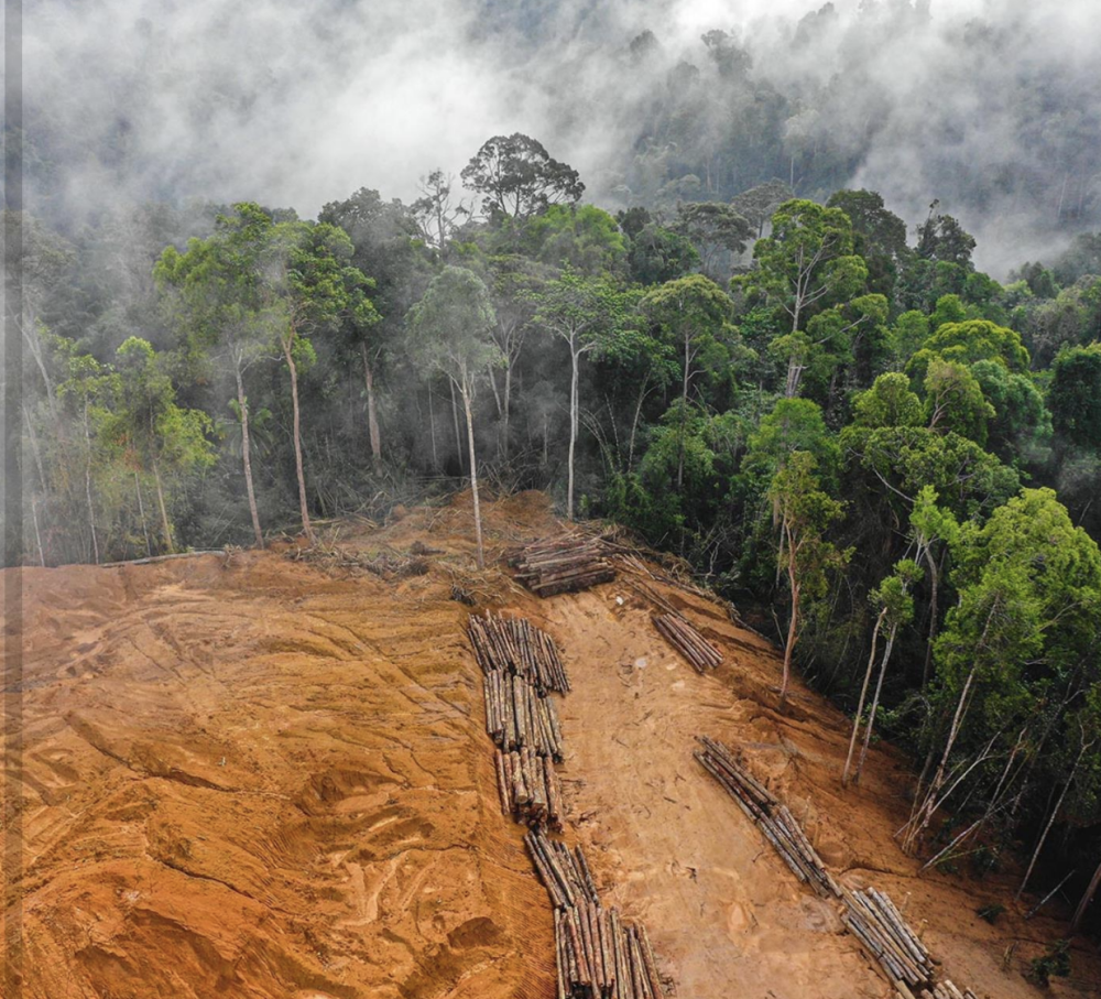 From Bean to Green: EU Deforestation Regulation and the Soy Supply Chain