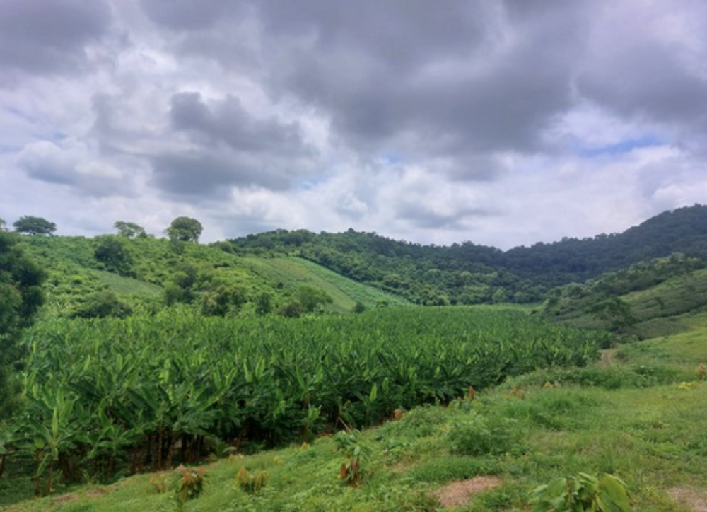 La Fundación Ambiental Nacional Alejandro de Humboldt de Ecuador pone en marcha un plan de reforestación productiva