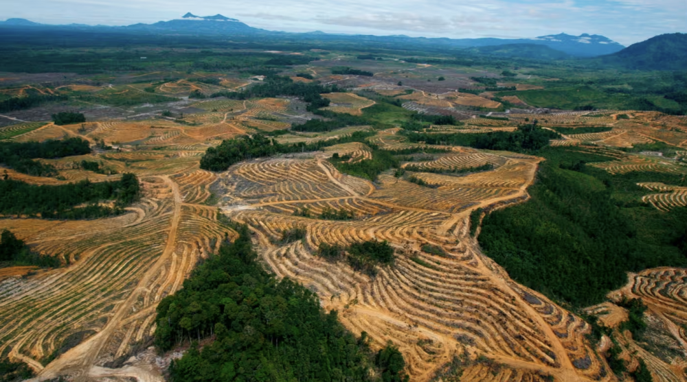 EU delays stricter rules on imports from deforested areas
