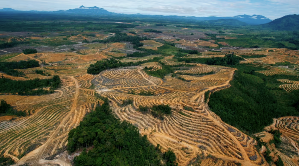 La UE retrasa normas más estrictas sobre las importaciones procedentes de zonas deforestadas