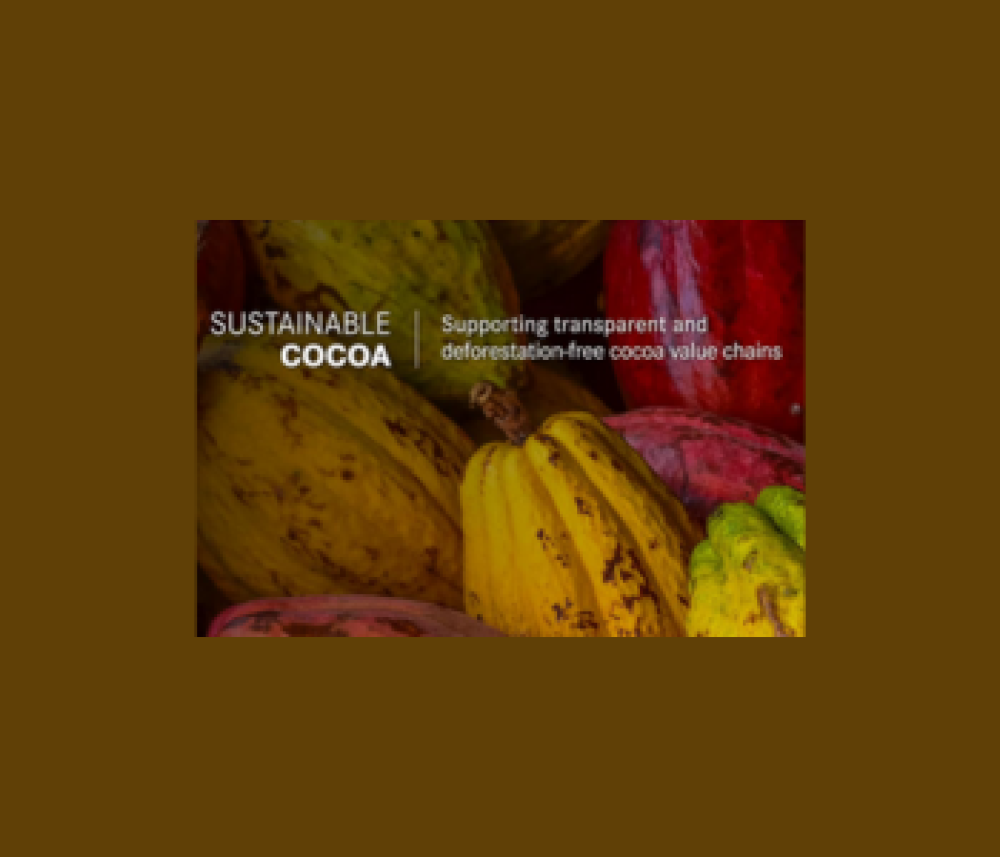 Cocoa Insight / February 2024