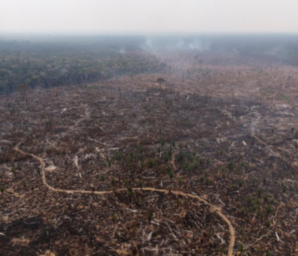 Brazil asks EU to suspend application of deforestation law