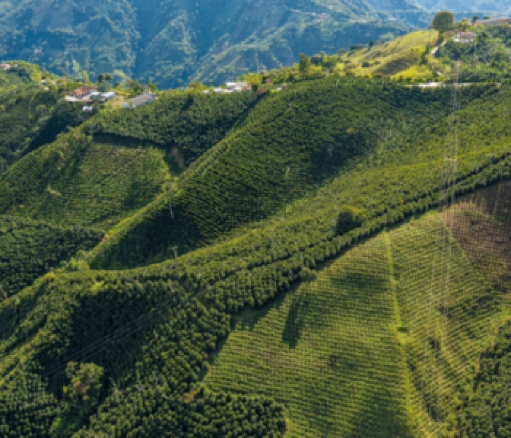 Coffee lots: platform will provide access to their coordinates