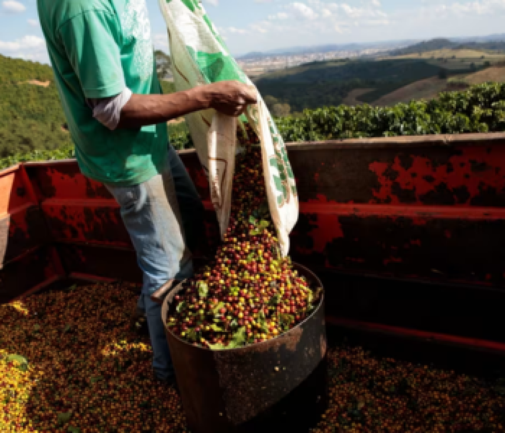 WTO chief urges EU to rethink deforested goods ban