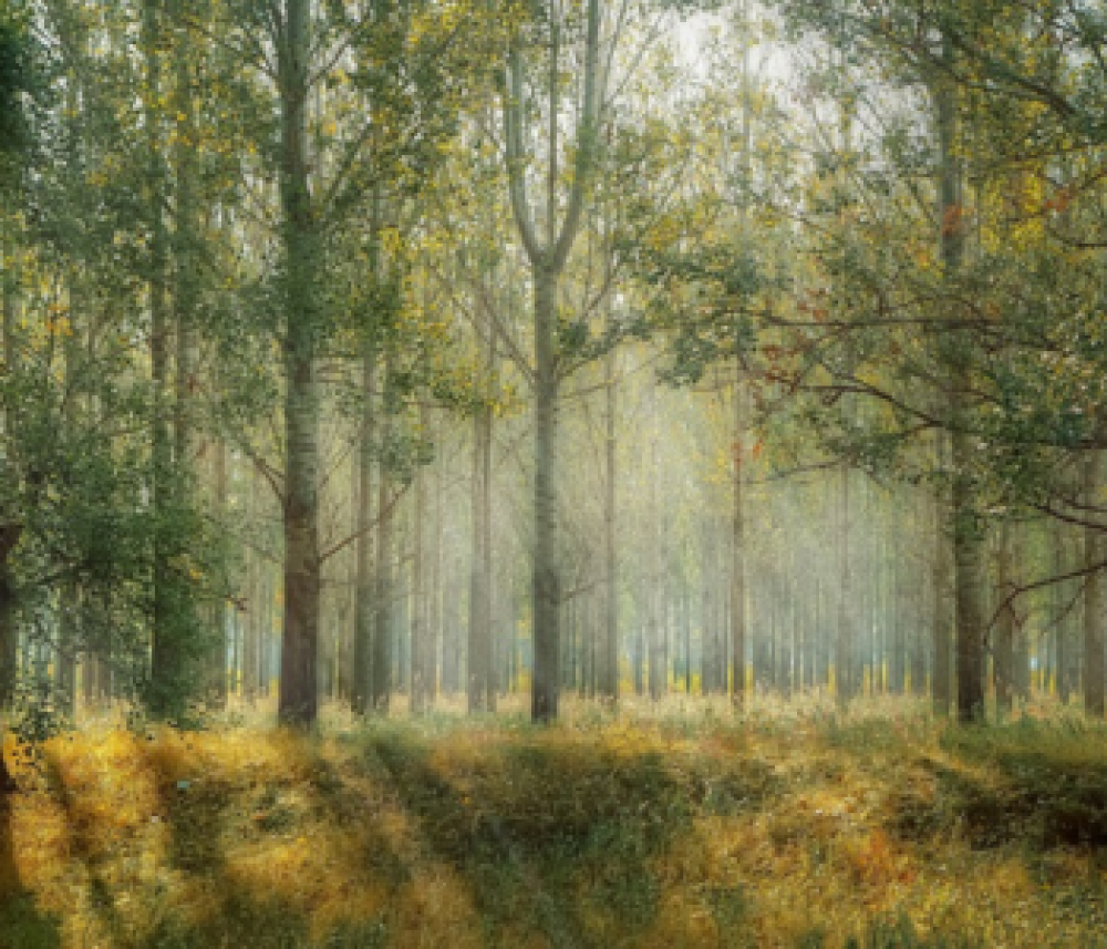 European producers and various industries urge delay in entry into force of Deforestation Regulation with 100 days to go and still no clear enforcement tools