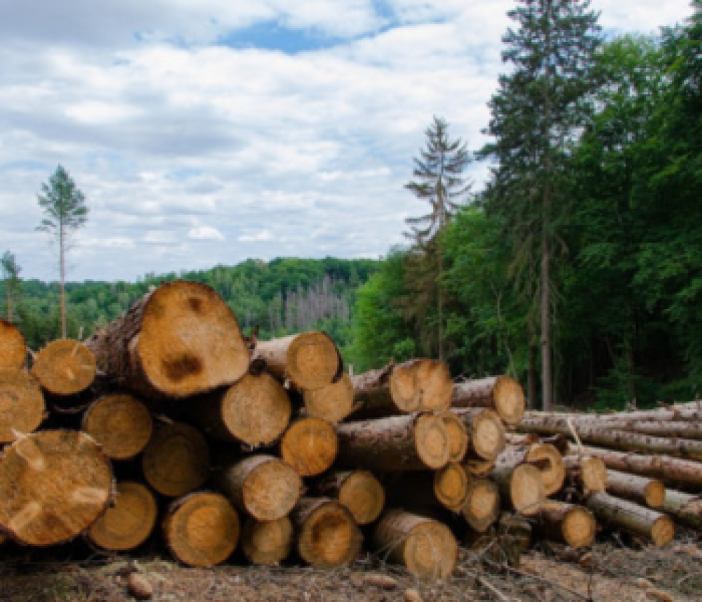 Anti-deforestation law moves forward in EU, despite pressure and crossfire