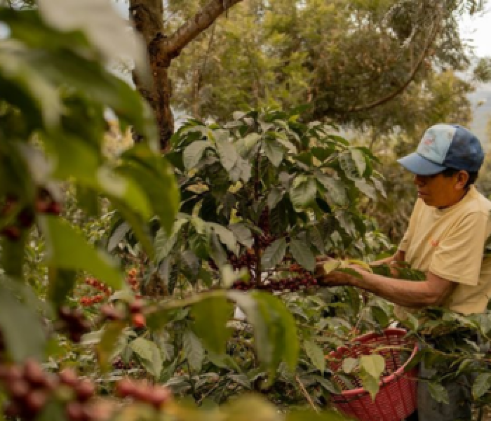 La Organización Internacional del Café (OIC) se une a las peticiones de aplazamiento del EUDR