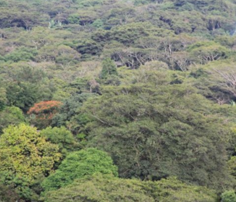 La Comisión refuerza el apoyo a la aplicación del Reglamento de la UE sobre deforestación y propone 12 meses más de introducción progresiva, en respuesta a las peticiones de los socios mundiales