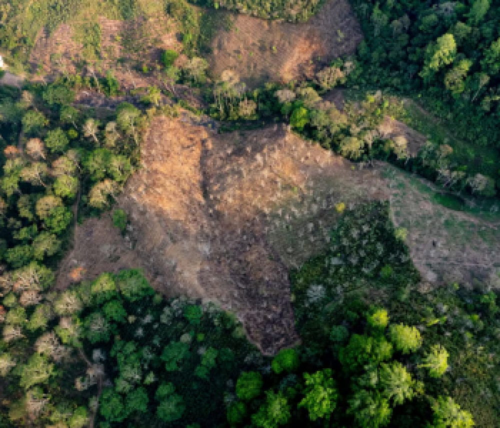 EU Moves to Delay Deforestation Rule After Huge Pushback