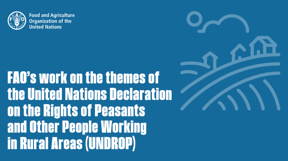 Trabajo de la FAO sobre los temas de la Declaración de las Naciones Unidas sobre los Derechos de los Campesinos y de Otras Personas que Trabajan en Zonas Rurales (UNDROP).