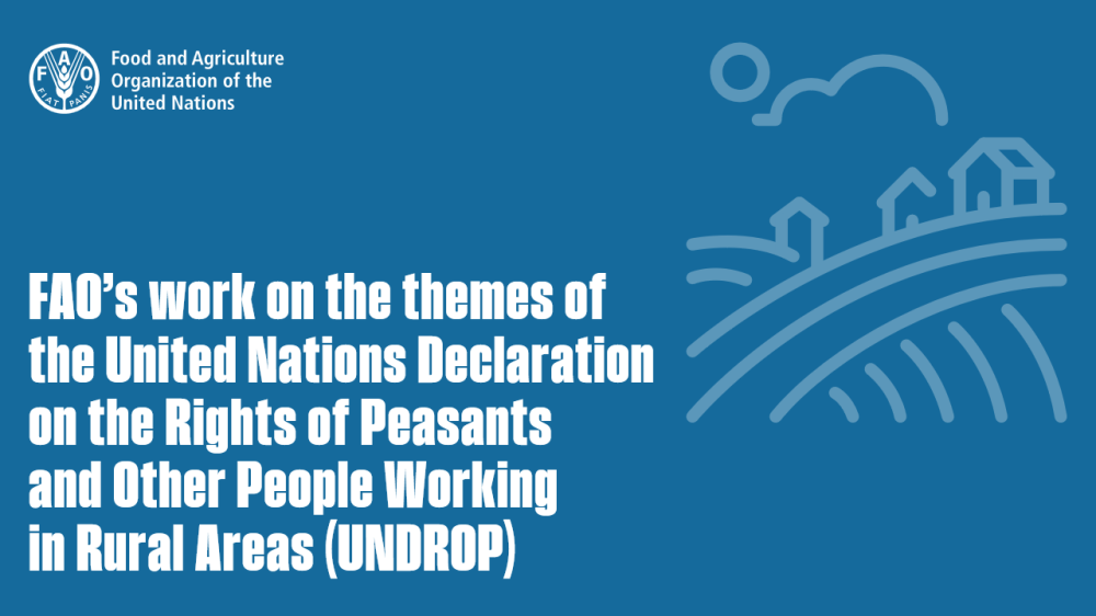 FAO’s work on the themes of the United Nations Declaration on the Rights of Peasants and Other People Working in Rural Areas (UNDROP)