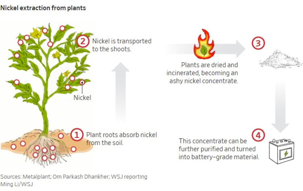 La nueva arma contra el dominio mineral de China: las plantas