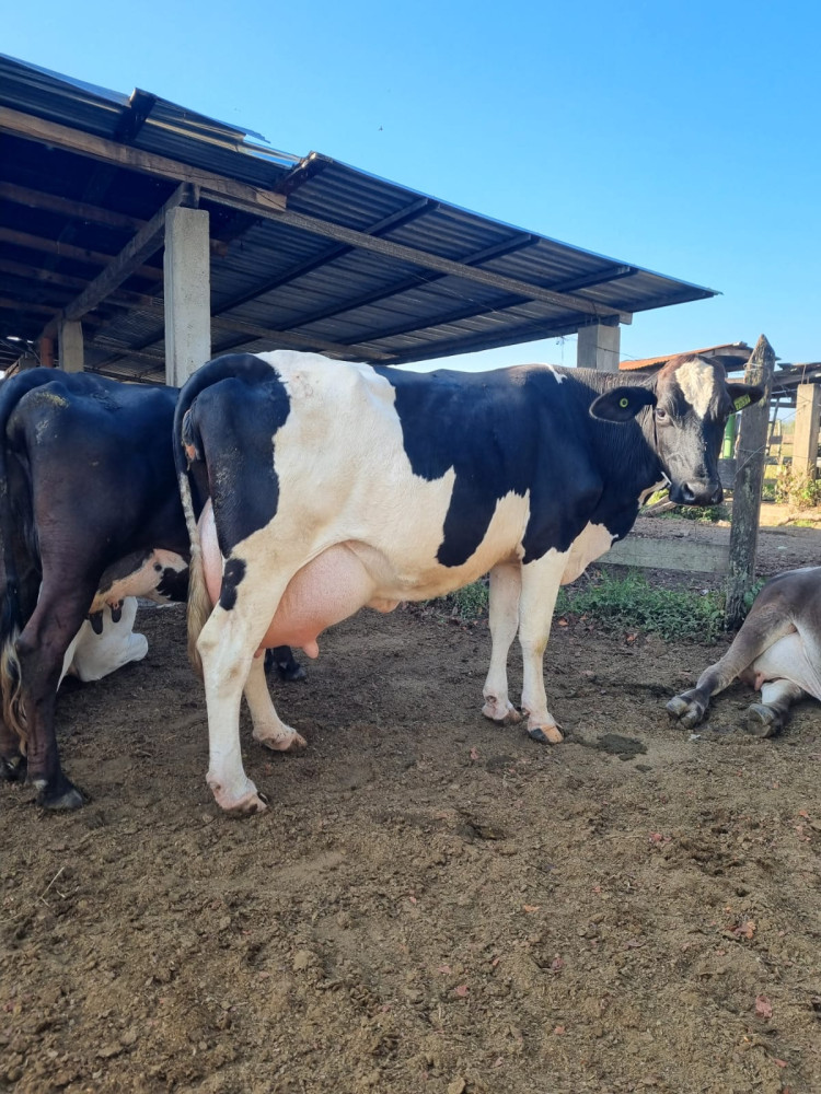 To combat screwworm: SENASA intensifies prevention and control measures to protect the livestock sector