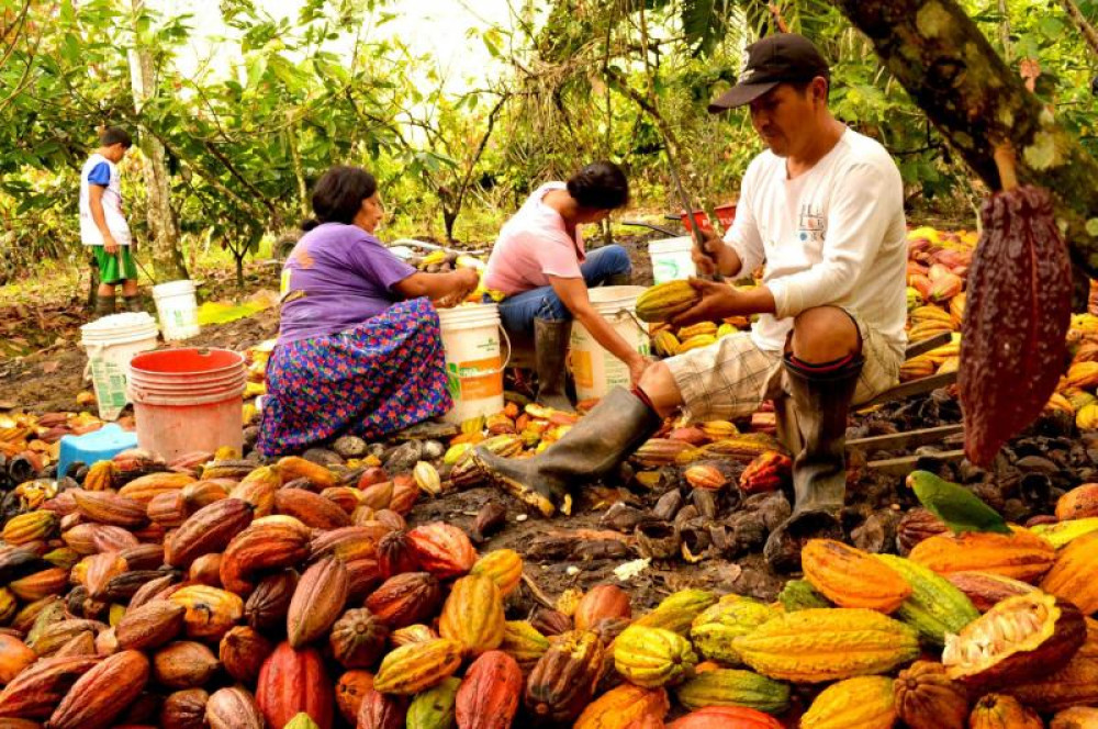 CEIBA, Núm. 0848 (2020) Análisis Socioeconómico de los Pequeños Productores de Cacao en Honduras. Caso APROSACAO [es]