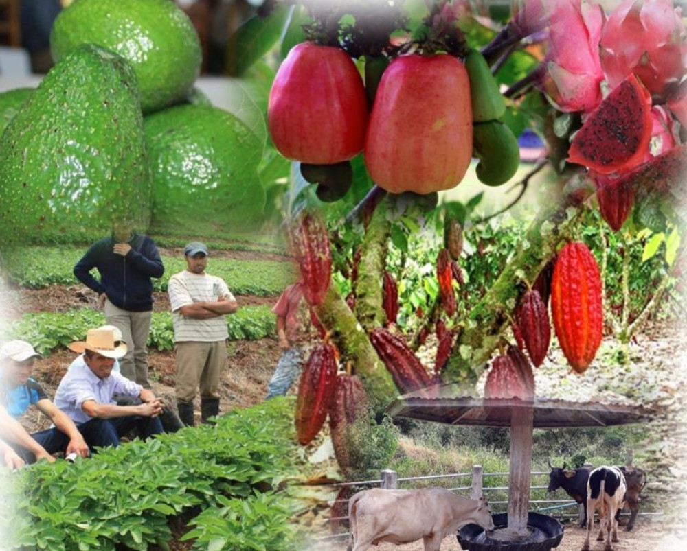 Boletín Agroestadísticas de Honduras 2010-2019