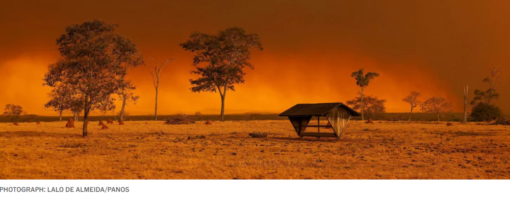 Wildfires devastated the Amazon basin in 2024