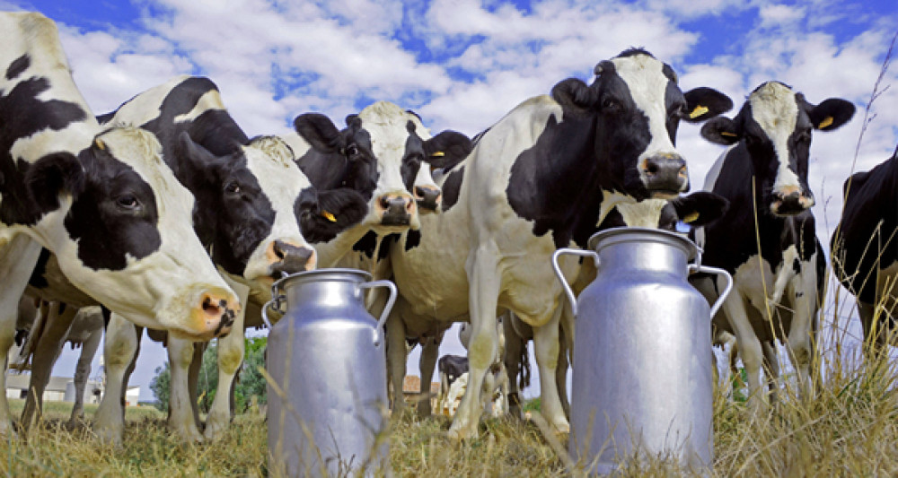 Knowledge management and local innovation ecosystems in the Honduran dairy sector