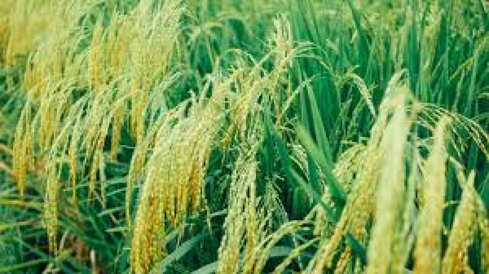 Digital transformation and inclusion in Panamanian agriculture