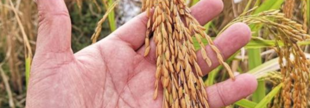 Presentación de resultados de cierre del  proyecto Blockchain y Precisión: Innovando con agricultores en la cadena del arroz en Panamá