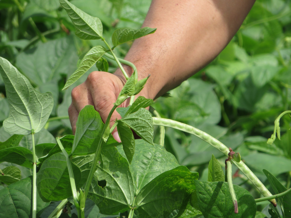 Effects of dietary cowpea (Vigna sinensis) hay and protein level on milk yield, milk composition, N efficiency and profitability of dairy cows
