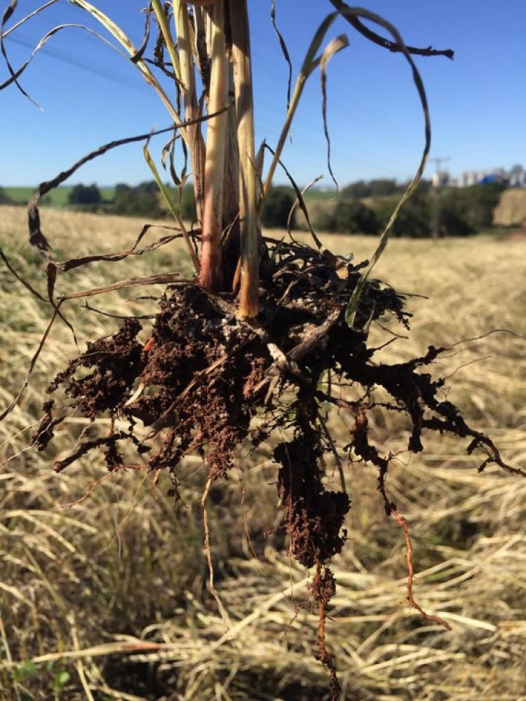 Soil health in Latin America and the Caribbean