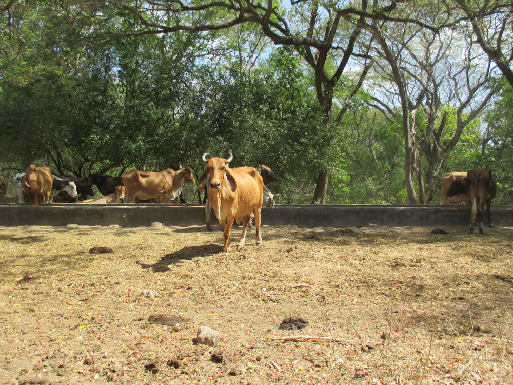 Characterization of the dairy sector in El Salvador (ES)