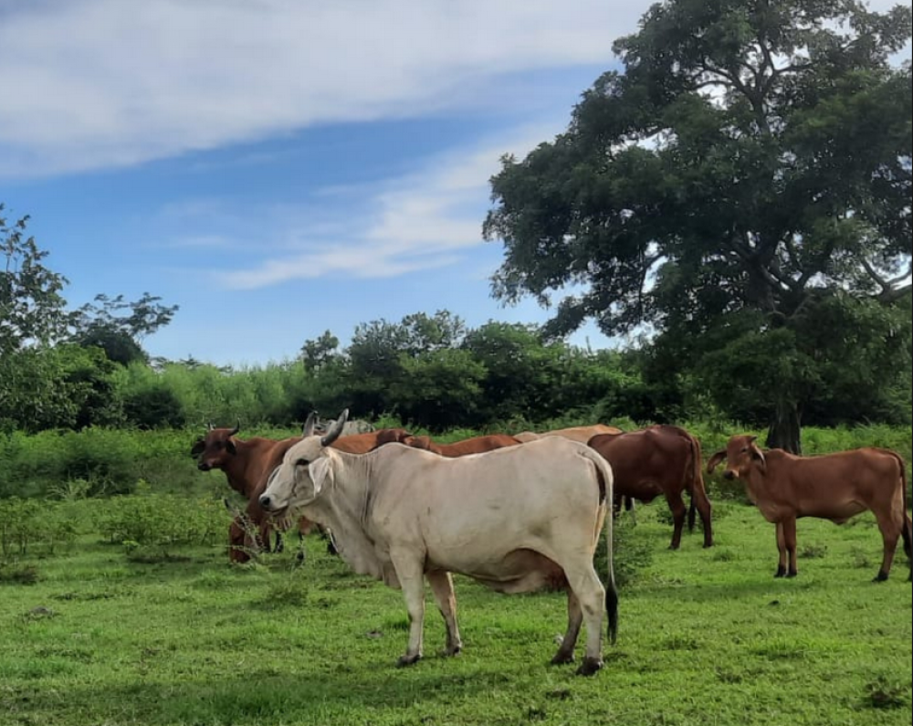 Good practices to prevent milk contamination by Aflatoxin M1 (ES)