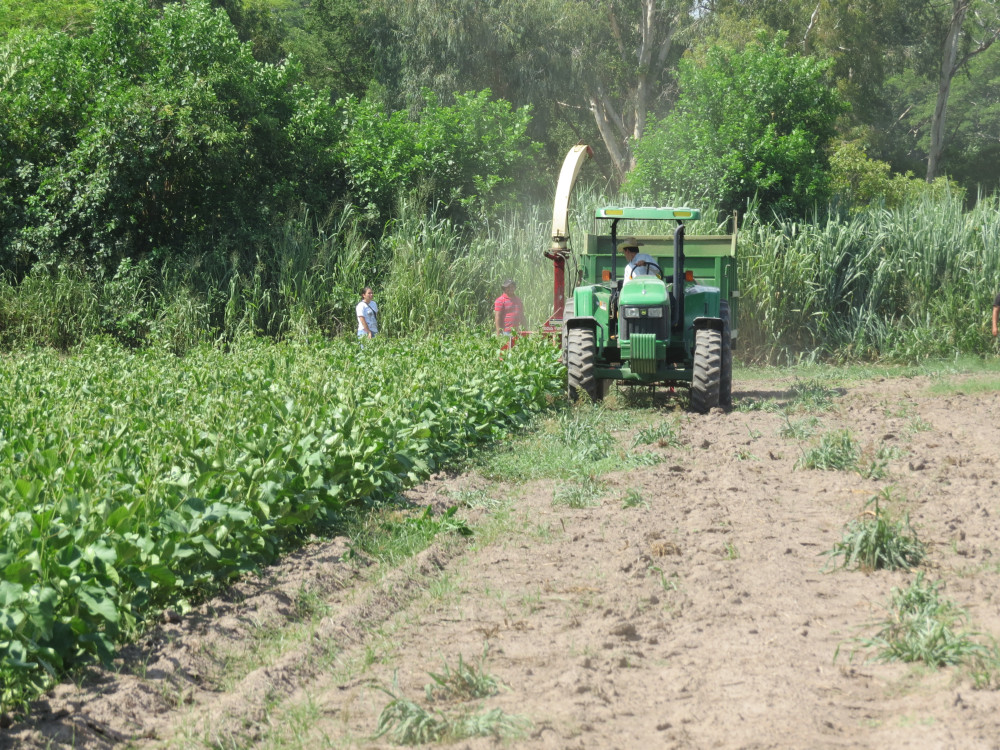 Effects of feeding tropical forage legumes on nutrients digestibility, nitrogen partitioning and performance of crossbred milking cows