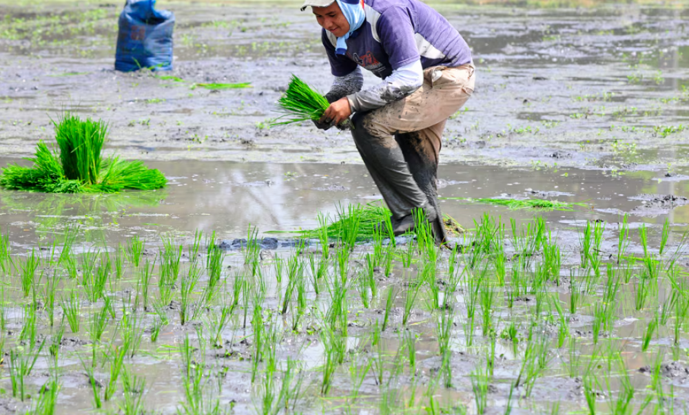 Alerta sobre la aprobación de semillas de arroz con edición génica en Ecuador