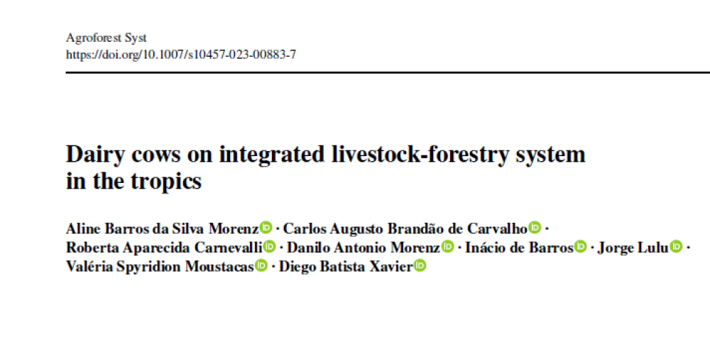 Dairy cows on integrated livestock-forestry system in the tropics