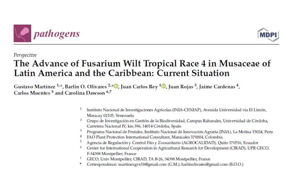 El avance de la marchitez por Fusarium raza tropical 4 en musáceas de América Latina y el Caribe: situación actual