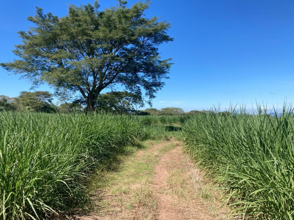 Ampliación y actualización del perfil del productor y sistemas de producción a nivel nacional en el rubro de ganadería bovina