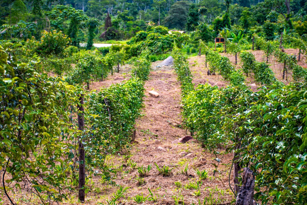 Proyecto Frutales Tropicales impulsando el cultivo de guanábana en Pichari - PERU