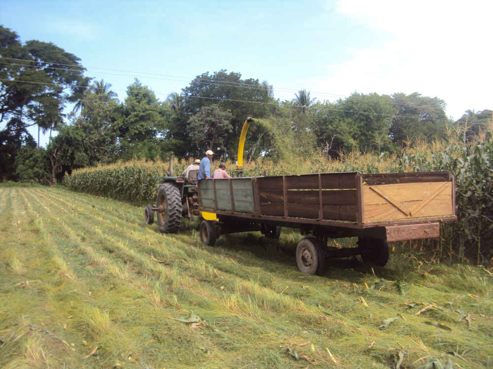Vacas lecheras alimentadas con forrajes de leguminosas tropicales: efectos sobre la producción de leche, la eficiencia en el uso de nutrientes y la rentabilidad (EN)