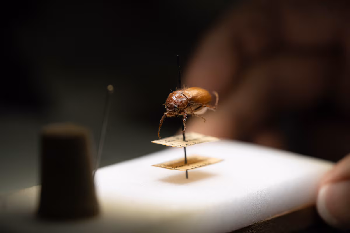 Costa Rica Is Losing Its "may beetles", Harbingers of the Rainy Season