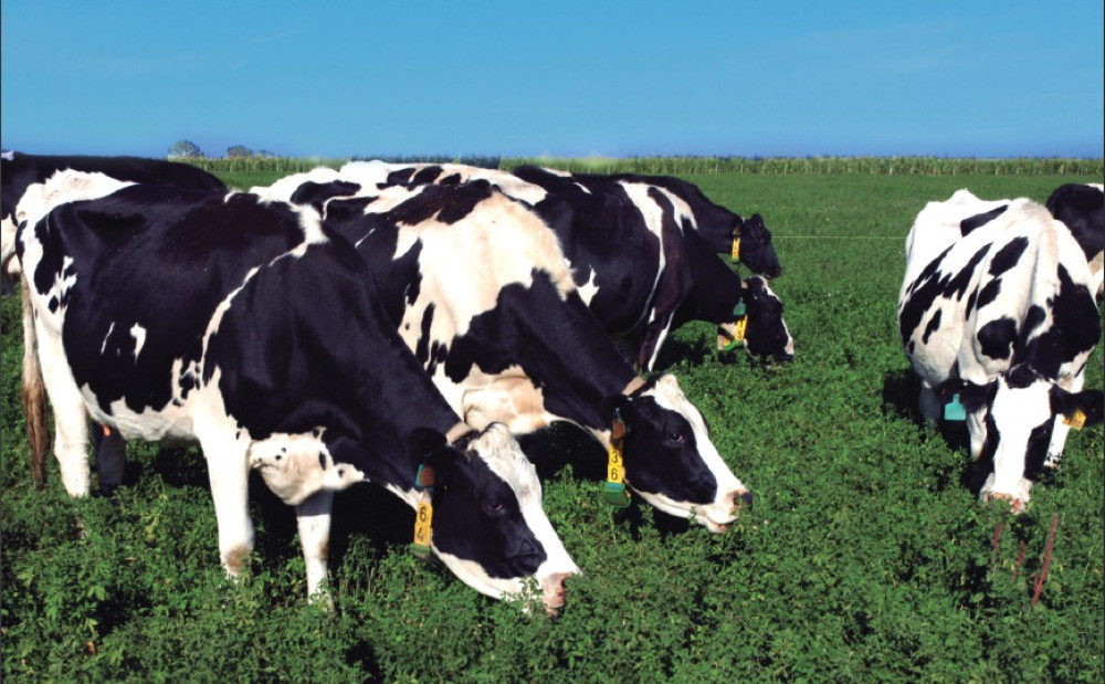 Guide to best practices for dairy establishments