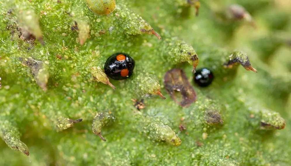 El éxito de Granada al usar insectos contra plaga del guanábano