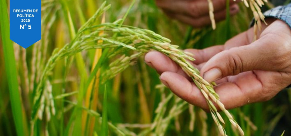 Panamá hacia un Arroz Sostenible: NAMA y Tecnología Digital para la transformación del Sector