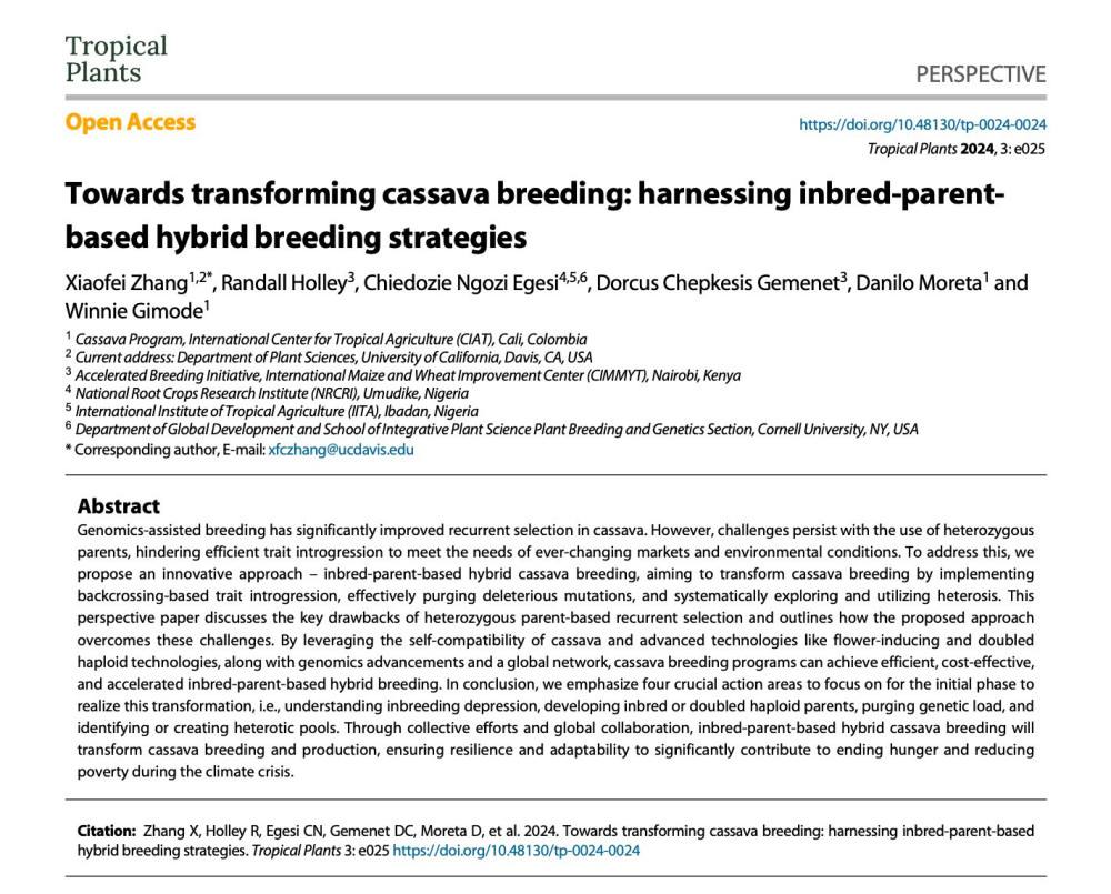 Towards transforming cassava breeding: harnessing inbred-parent-based hybrid breeding strategies.