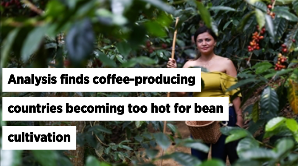 Analysis finds coffee-producing countries becoming too hot for bean cultivation