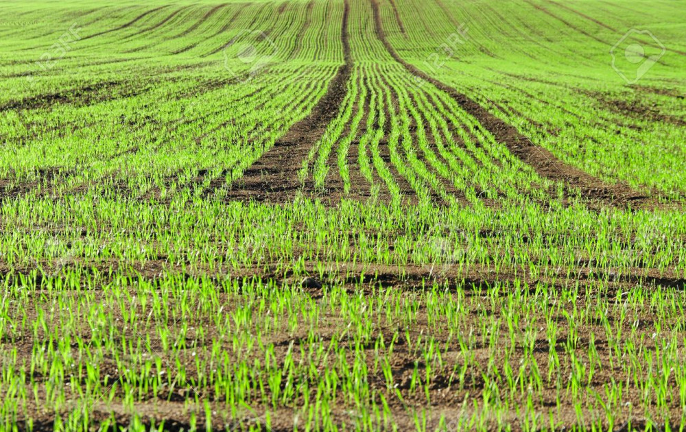 Wheat 2026/27: rising costs threaten to reduce sown area