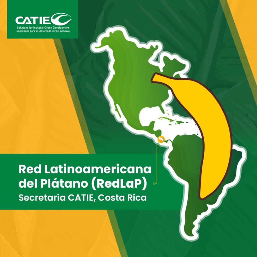Red Latinoamericana del Plátano (RedLAP)